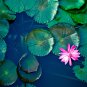 'Bathing Beauty' Pink Lotus Flower Water Lily Flower Aquatic Plants 1 PCS Seeds