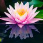 'Bathing Beauty' Pink Lotus Flower Water Lily Flower Aquatic Plants 1 PCS Seeds