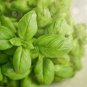 Basil Blue Spice heavily fragrant with an air of vanilla 100 PCS Seeds