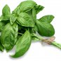 Basil Blue Spice heavily fragrant with an air of vanilla 100 PCS Seeds