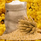 Barley 50 PCS Seeds Barley 50 PCS Seeds