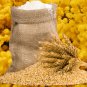 Barley 50 PCS Seeds