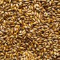 Barley 50 PCS Seeds