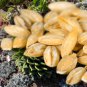 Barley 50 PCS Seeds