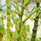 Bambusa Ventricosa Bamboo Hardy Clumping 50 PCS Seeds