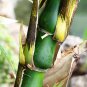 Bambusa Ventricosa Bamboo Hardy Clumping 50 PCS Seeds