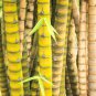 Bambusa Ventricosa Bamboo Hardy Clumping 50 PCS Seeds