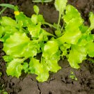 Ball Lettuce Vegetable Potted Plant 160 PCS Seeds Ball Lettuce Vegetable Potted Plant 160 PCS Seeds