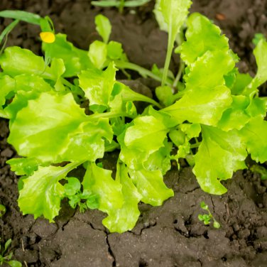 Ball Lettuce Vegetable Potted Plant 160 PCS Seeds