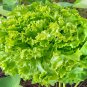 Ball Lettuce Vegetable Potted Plant 160 PCS Seeds