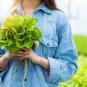Ball Lettuce Vegetable Potted Plant 160 PCS Seeds