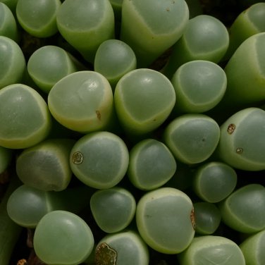 Ball Conophytum vanzylii Lithop 100 PCS Seeds
