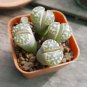 Ball Conophytum vanzylii Lithop 100 PCS Seeds