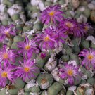Ball Conophytum vanzylii Cactus Bonsai 100 PCS Seeds