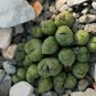 Ball Conophytum vanzylii Cactus Bonsai 100 PCS Seeds