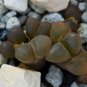Ball Conophytum vanzylii Cactus Bonsai 100 PCS Seeds