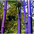 Bamboo Mixed Green Black Purple Yellow Colors 60 PCS Seeds Bamboo Mixed Green Black Purple Yellow Colors 60 PCS Seeds