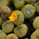 Ball Conophytum vanzylii Cactus 100 PCS Seeds