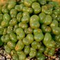 Ball Conophytum vanzylii Cactus 100 PCS Seeds