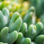 Ball Conophytum vanzylii Cactus 100 PCS Seeds