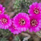Ball Cactus Pink Flowers 20 PCS Seeds Ball Cactus Pink Flowers 20 PCS Seeds