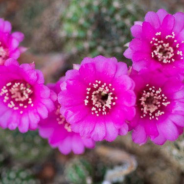 Ball Cactus Pink Flowers 20 PCS Seeds
