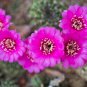 Ball Cactus Pink Flowers 20 PCS Seeds