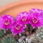 Ball Cactus Pink Flowers 20 PCS Seeds