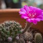 Ball Cactus Pink Flowers 20 PCS Seeds