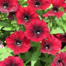 Balcony Patio Potted Petunia Perennial Blooming Wine Red Flower 50 PCS Seeds Balcony Patio Potted Petunia Perennial Blooming Wine Red Flower 50 PCS Seeds