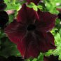 Balcony Patio Potted Petunia Perennial Blooming Wine Red Flower 50 PCS Seeds
