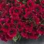 Balcony Patio Potted Petunia Perennial Blooming Wine Red Flower 50 PCS Seeds