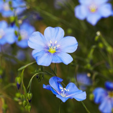 Balcony Hanging Blue Flax Flower 50 PCS Seeds