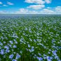Balcony Hanging Blue Flax Flower 50 PCS Seeds
