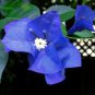Balcony Blue Bougainvillea Outdoor Netherlands Blooming 50 PCS Seeds
