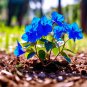 Balcony Blue Bougainvillea Outdoor Netherlands Blooming 50 PCS Seeds