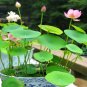 Light Golden Big Blooms Double Lotus with Green Centre Flower 1 PCS Seeds