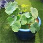 Light Golden Big Blooms Double Lotus with Green Centre Flower 1 PCS Seeds