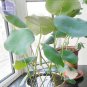 Light Golden Big Blooms Double Lotus with Green Centre Flower 1 PCS Seeds