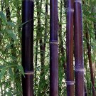 Bamboo Lucky Moso Tree Dark Purple Color 50 PCS Seeds Bamboo Lucky Moso Tree Dark Purple Color 50 PCS Seeds