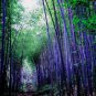 Bamboo Lucky Moso Tree Dark Purple Color 50 PCS Seeds