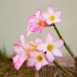 Bai Nangzi' White Wrinkled Adenium Desert Rose 2 PCS Seeds