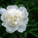 Bai Dew' Snow-white Peony Tree Flower 5 PCS Seeds