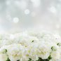 Bai Dew' Snow-white Peony Tree Flower 5 PCS Seeds