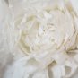 Bai Dew' Snow-white Peony Tree Flower 5 PCS Seeds