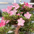 Azalea Bonsai Easy to Grow Rhododendron Flower Bonsai 100 PCS Seeds