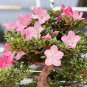 Azalea Bonsai Easy to Grow Rhododendron Flower Bonsai 100 PCS Seeds