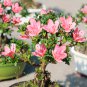 Azalea Bonsai Easy to Grow Rhododendron Flower Bonsai 100 PCS Seeds