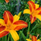 aylily Flower White Flowers with Light Orange Flowers 150 PCS Seeds aylily Flower White Flowers with Light Orange Flowers 150 PCS Seeds