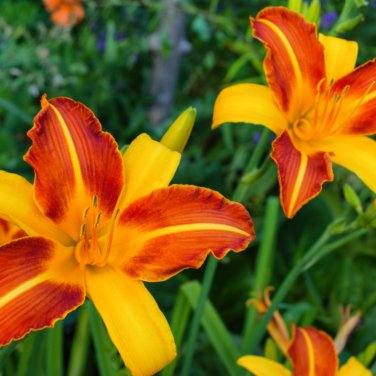 aylily Flower White Flowers with Light Orange Flowers 150 PCS Seeds